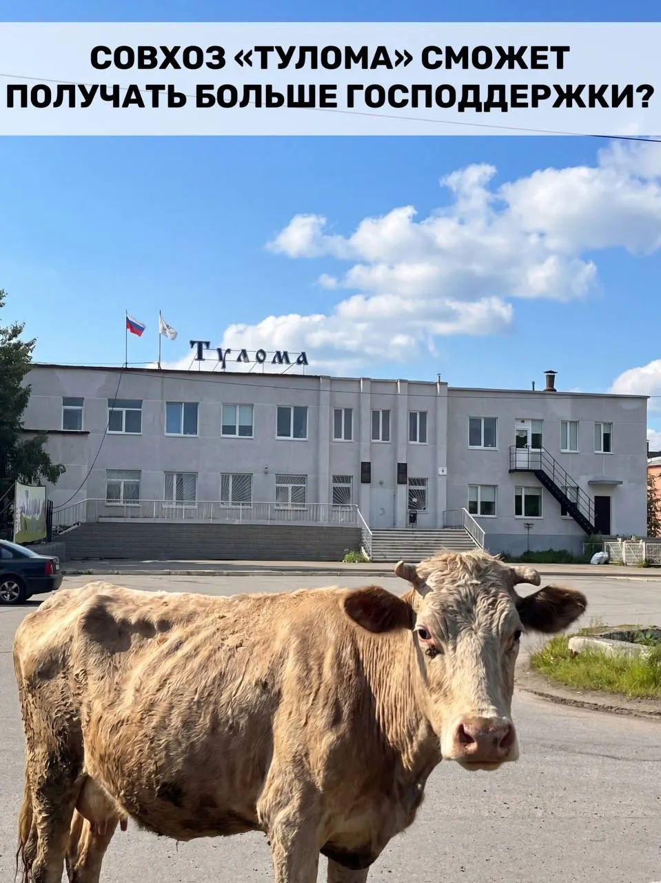 Федеральную поддержку расширили: теперь субсидии доступны и хозяйствам с долей государства свыше 25%. Для Мурманской области это важно, но в совхозе «Тулома» сотрудники сообщают о критической ситуации — нехватке кормов, долгах и риске потери поголовья.