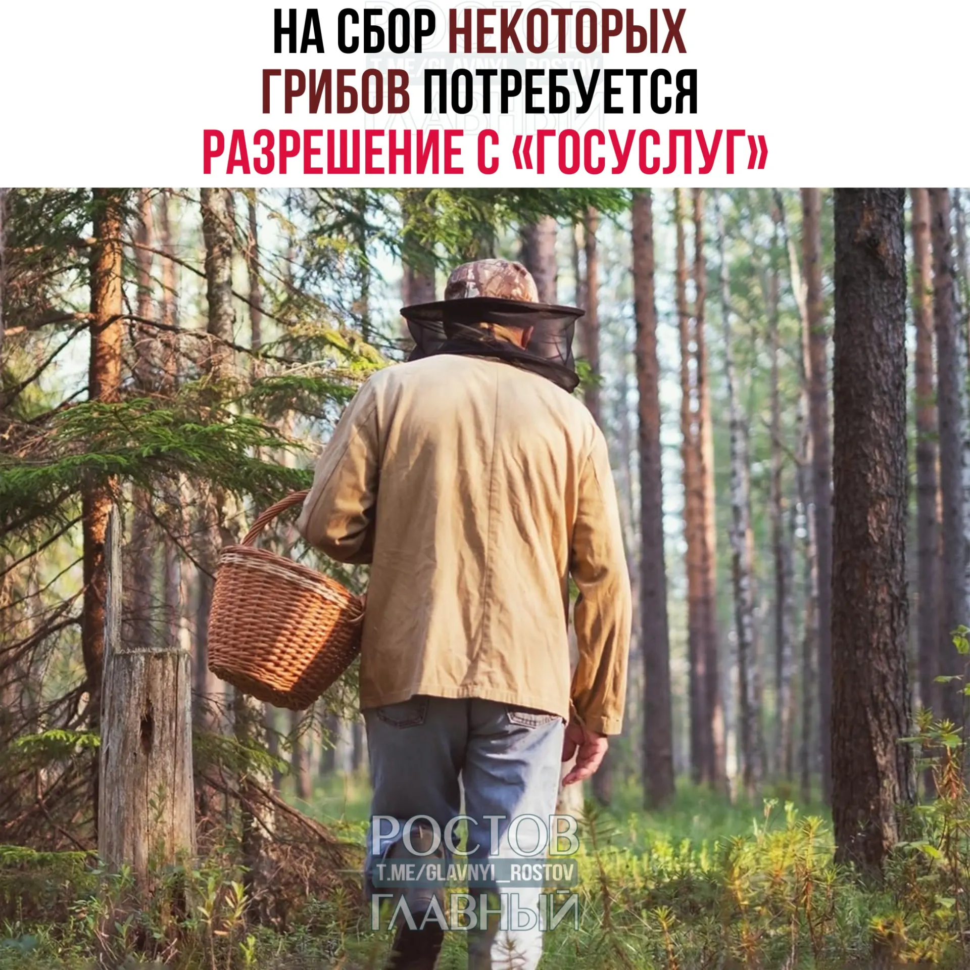С 1 сентября 2027 года потребуется оформлять разрешение на сбор ряда редких грибов через портал «Госуслуги». Заявки будут рассматривать до 15 дней, а за сбор краснокнижных видов без разрешения обещают уголовную ответственность.