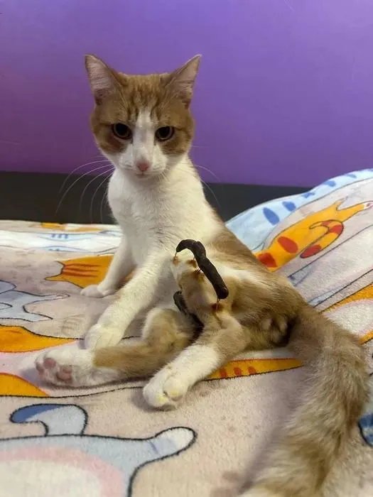 Кота нашли соседки с травмами: у животного открытый оскольчатый перелом, ему сделали операцию и сейчас ищут новый дом. Волонтёры просят откликнуться желающих взять питомца.