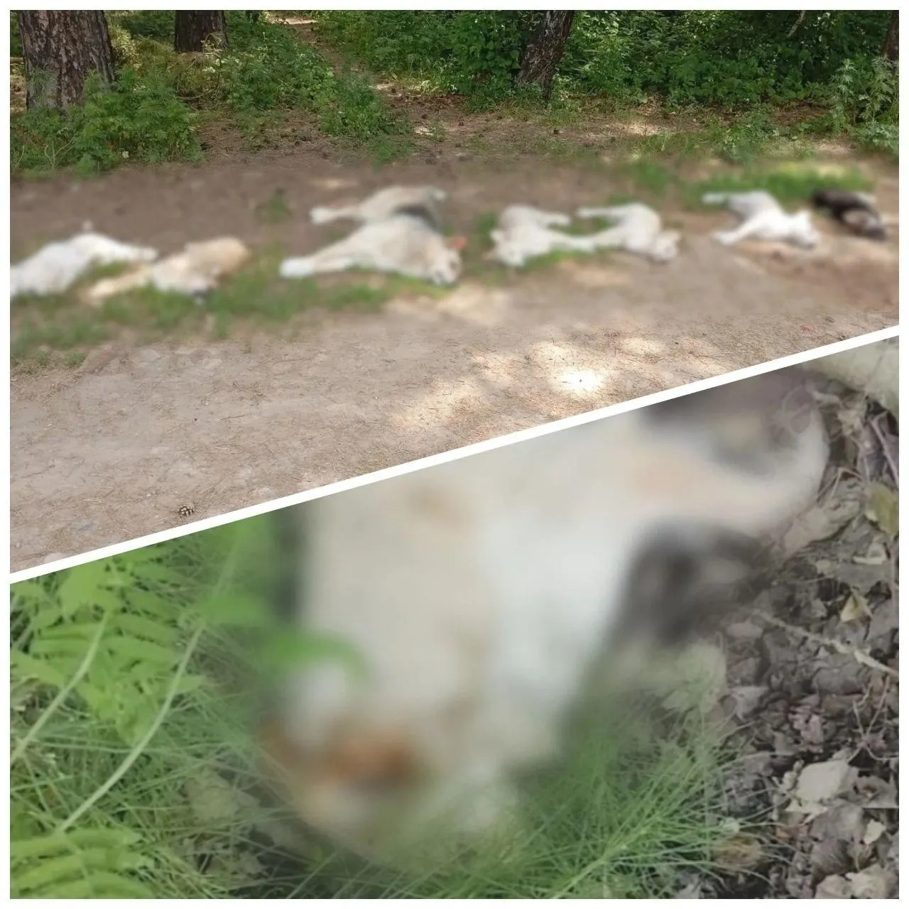 В СНТ «Ольха» Усолья‑Сибирского обнаружили восемь погибших собак. Жители предполагают отравление; полиция и прокуратура проводят проверку. Инцидент произошёл на фоне обсуждения законопроекта об умерщвлении бездомных животных в регионе.
