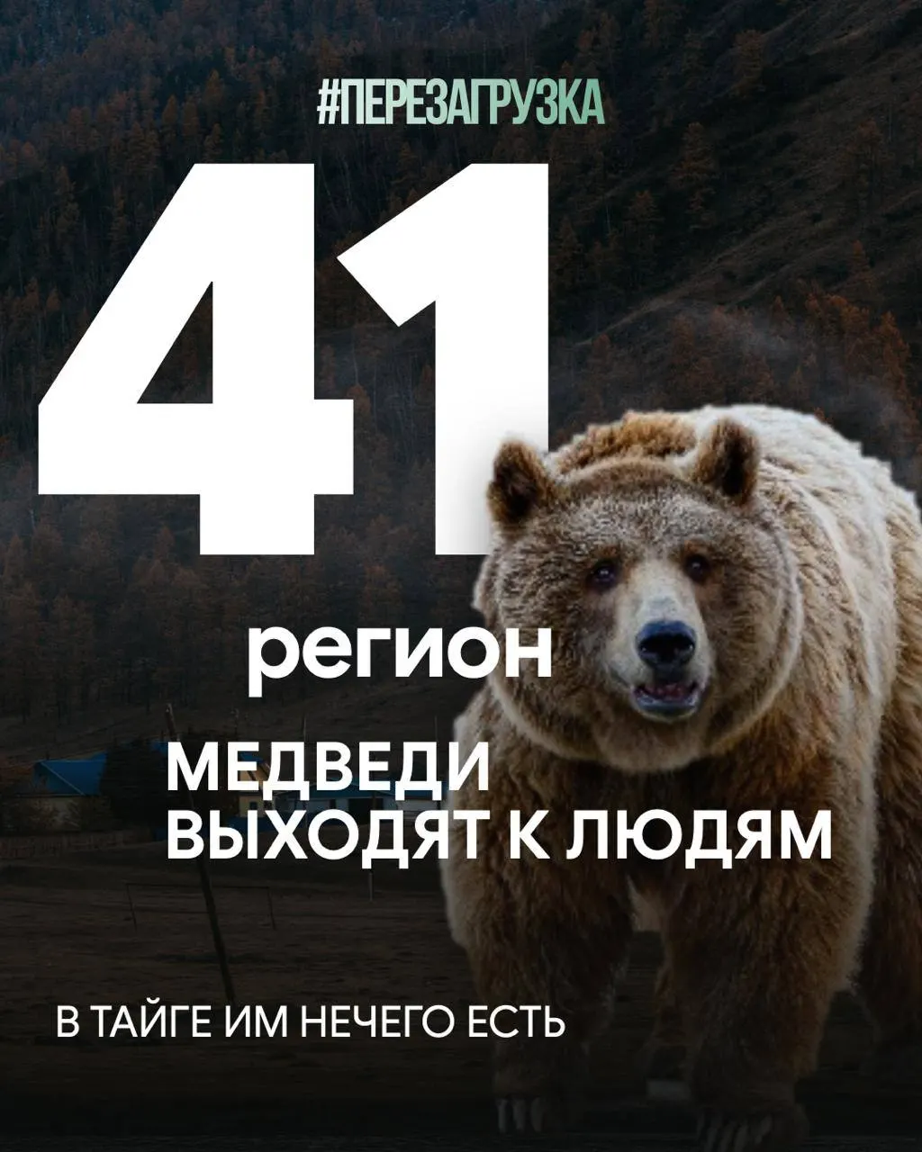 В Сибири и соседних регионах медведи выходят к населённым пунктам, жители опасаются выходить на улицу. За год зафиксировано 28 жертв, леса вырубаются, а древесина идёт на экспорт.