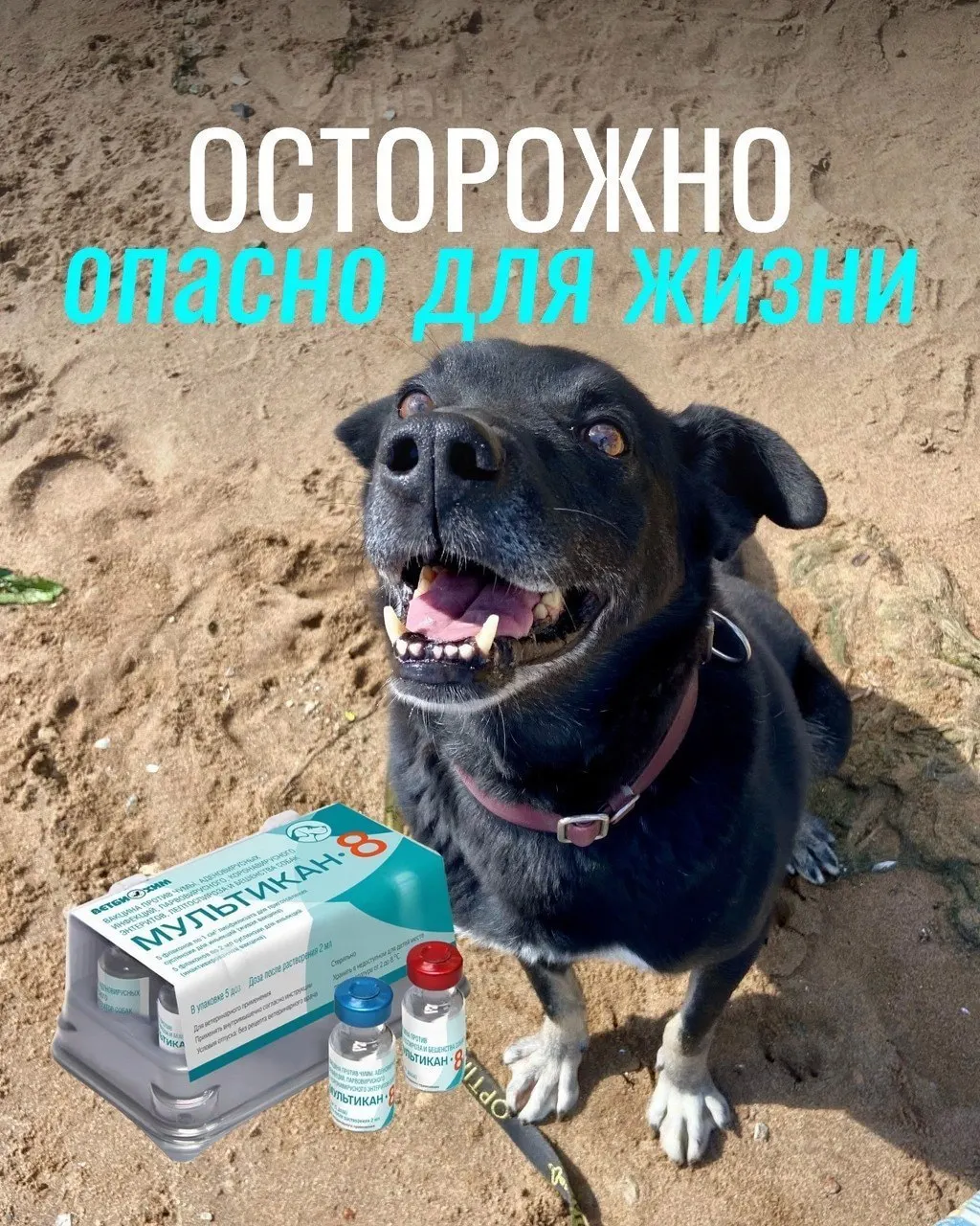 Сообщается о тяжёлых реакциях у собак после прививки против бешенства; пока что нет окончательных выводов экспертиз.