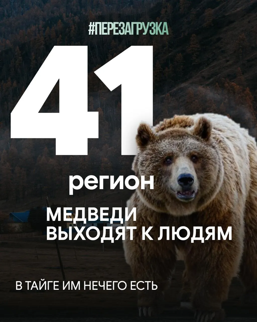 За год в Сибири и соседних регионах медведи выходят к людям; 28 смертей, больше всего в Красноярском крае и Иркутской области. Вырубка лесов и голод зверей усугубляют ситуацию.